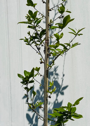 Native Pawpaw (Asimina Parviflora) from seed