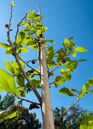 Native Pawpaw (Asimina Parviflora) from seed