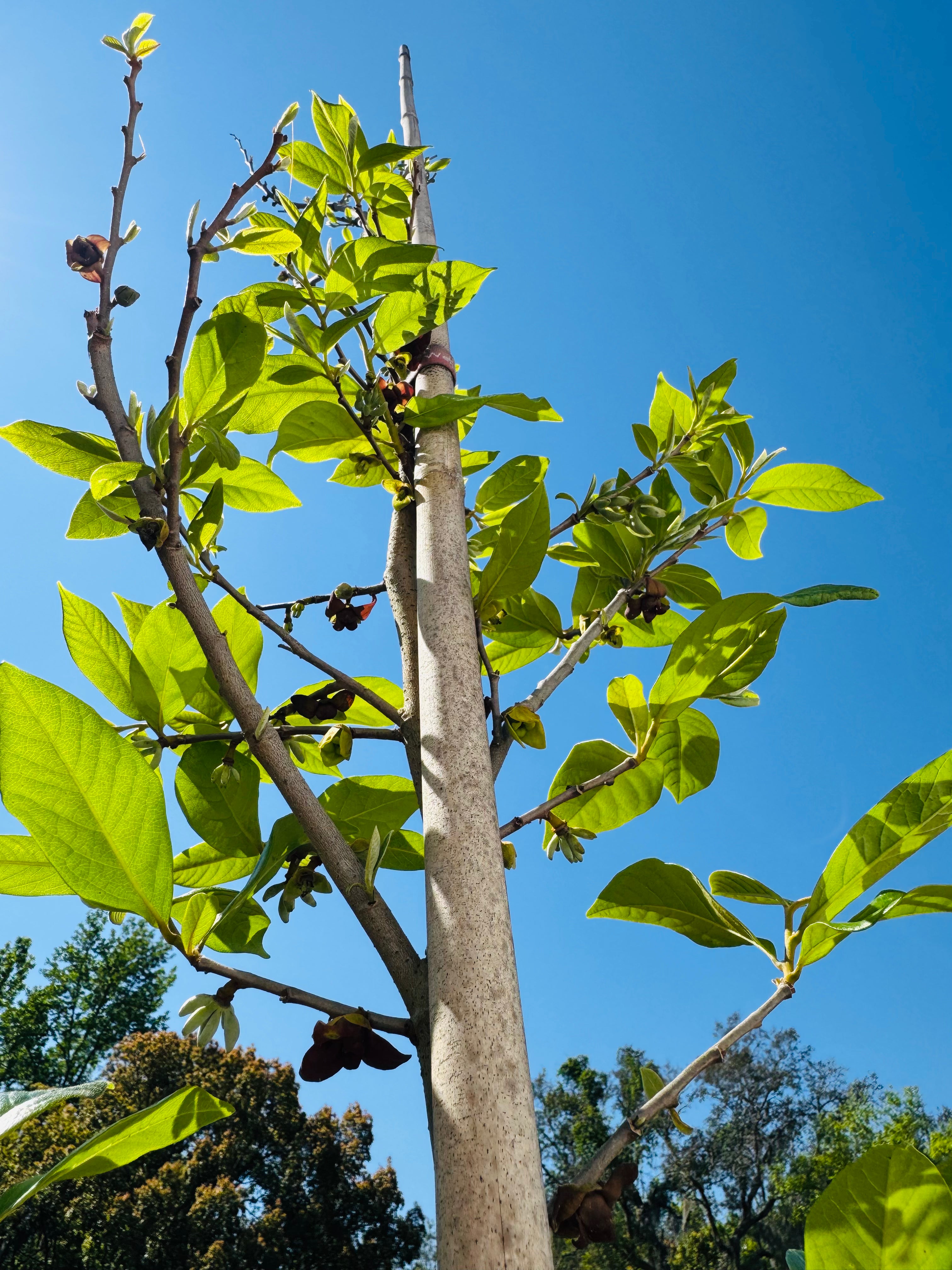 Native Pawpaw (Asimina Triloba) from seed