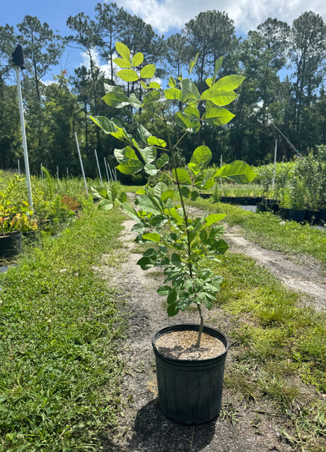 Pop Ash (Fraxinus Caroliniana)
