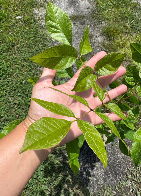 Hand holding a branch with green leaves against a natural background