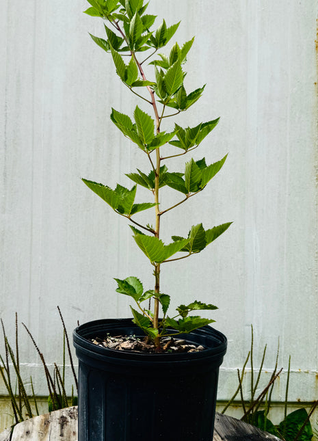 Prime-Ark® Freedom Blackberry Thornless (Rubus x)
