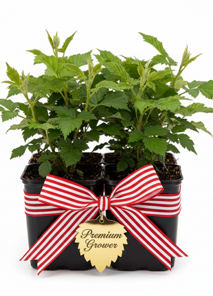 Prime-Ark® Freedom Blackberry Thornless (Rubus x) in a pack of 4 liners with a red and white ribbon around it that has a gold tag "Premium Grower"