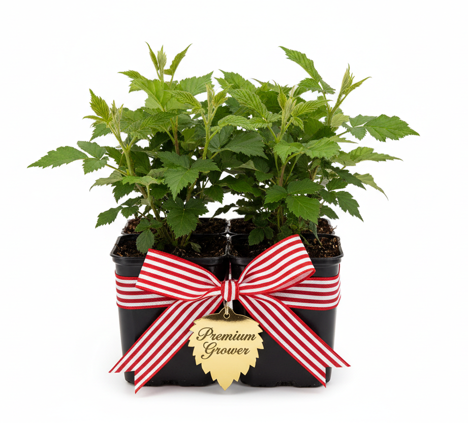 Prime-Ark® Freedom Blackberry Thornless (Rubus x) in a pack of 4 liners with a red and white ribbon around it that has a gold tag "Premium Grower"