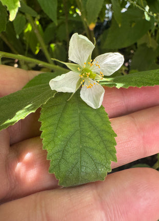 Small white flower held between green leaves and fingers