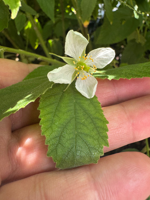 Small white flower held between green leaves and fingers