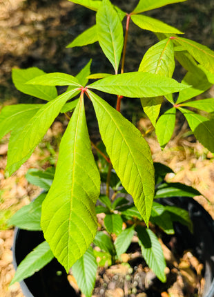 Native Red Buckeye (Aesculus Pavia)