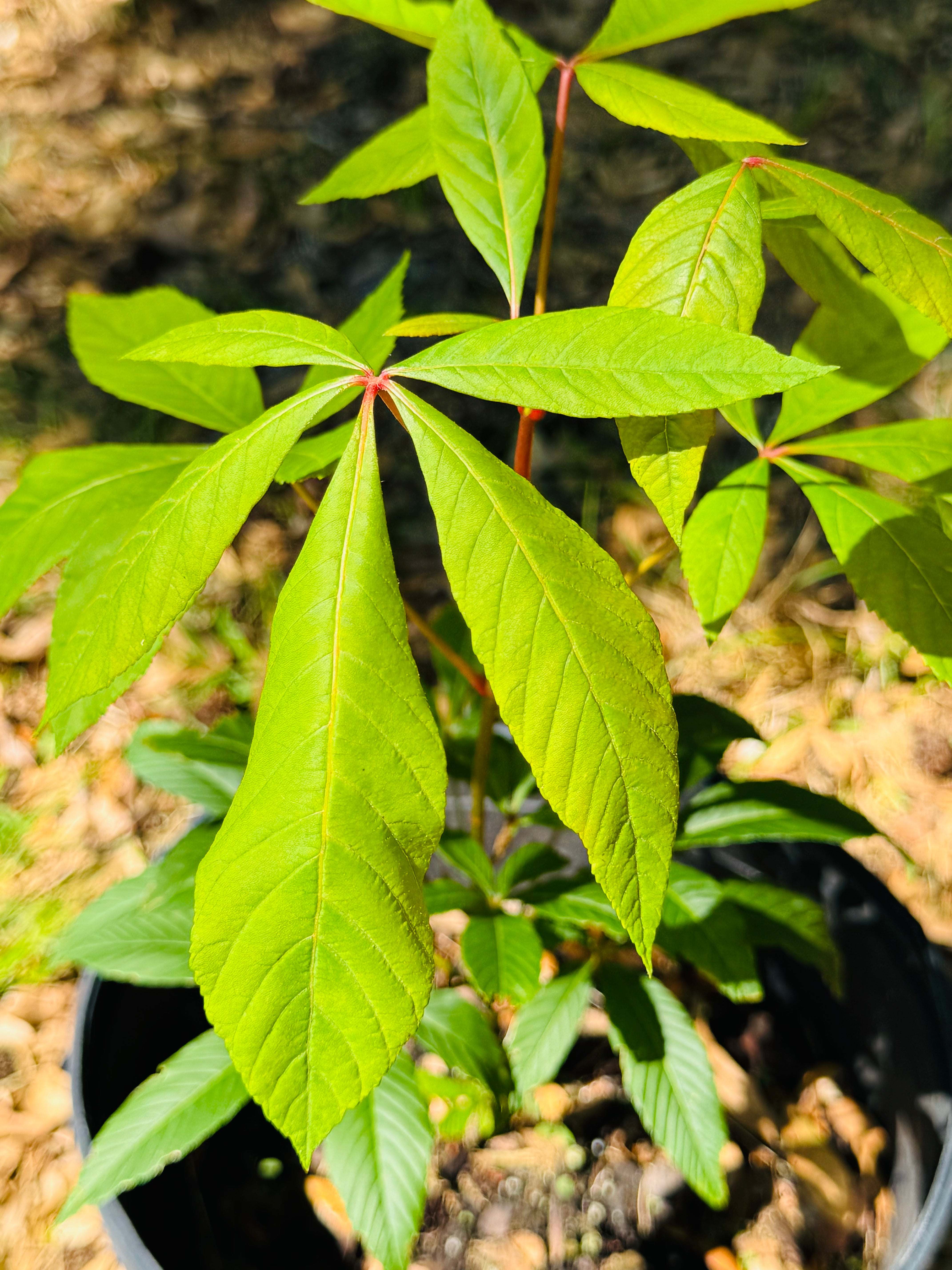 Native Red Buckeye (Aesculus Pavia)
