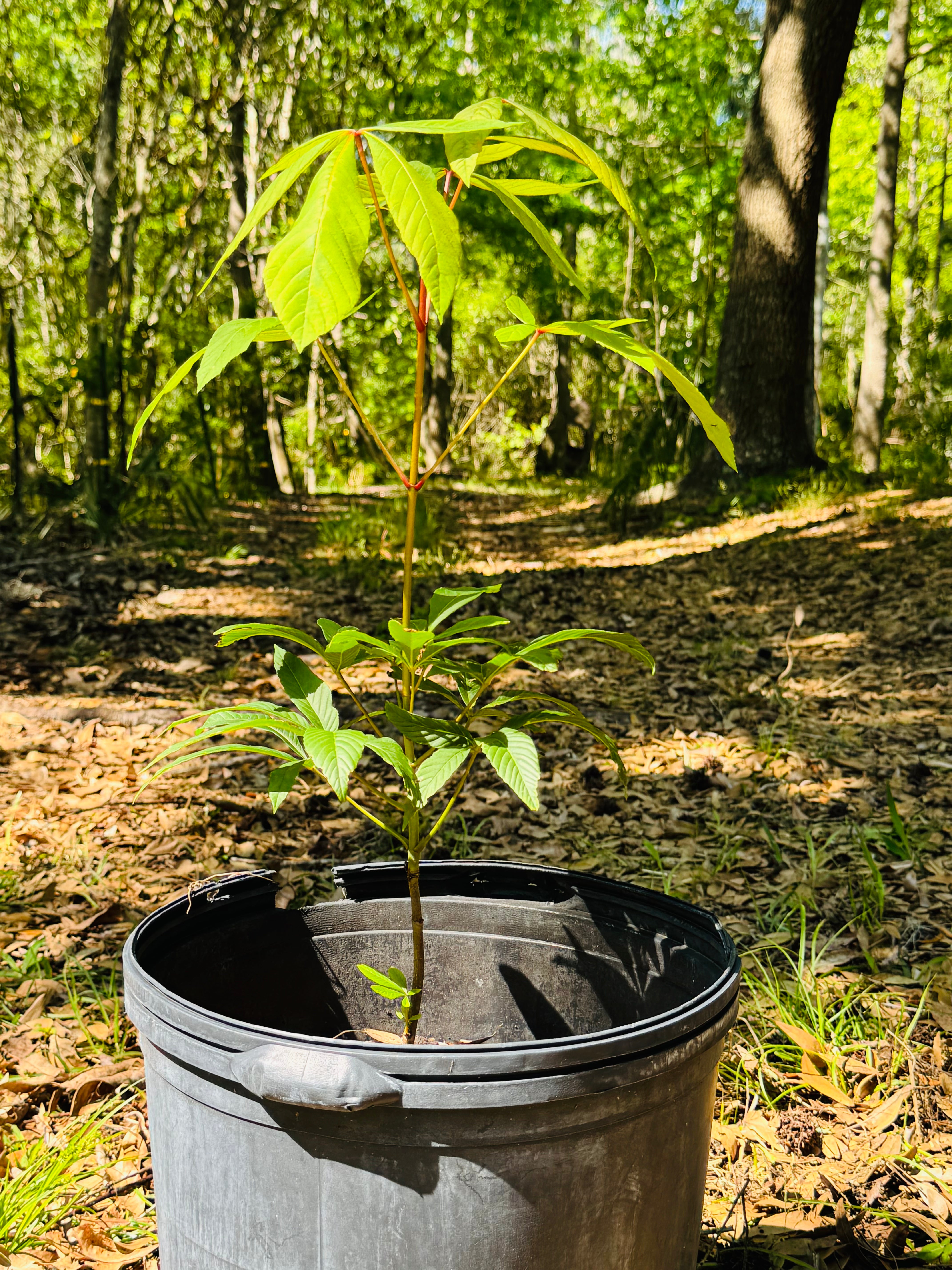Native Red Buckeye (Aesculus Pavia)