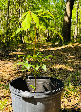 Native Red Buckeye (Aesculus Pavia)