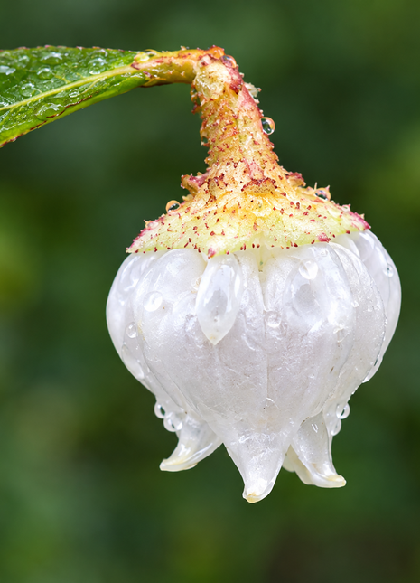 A close-up of a white bell-shaped flower covered in water droplets, hanging from a green leaf against a blurred green background.