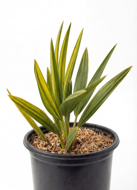 Silver Saw Palmettos (Serenoa repens 'Silver')