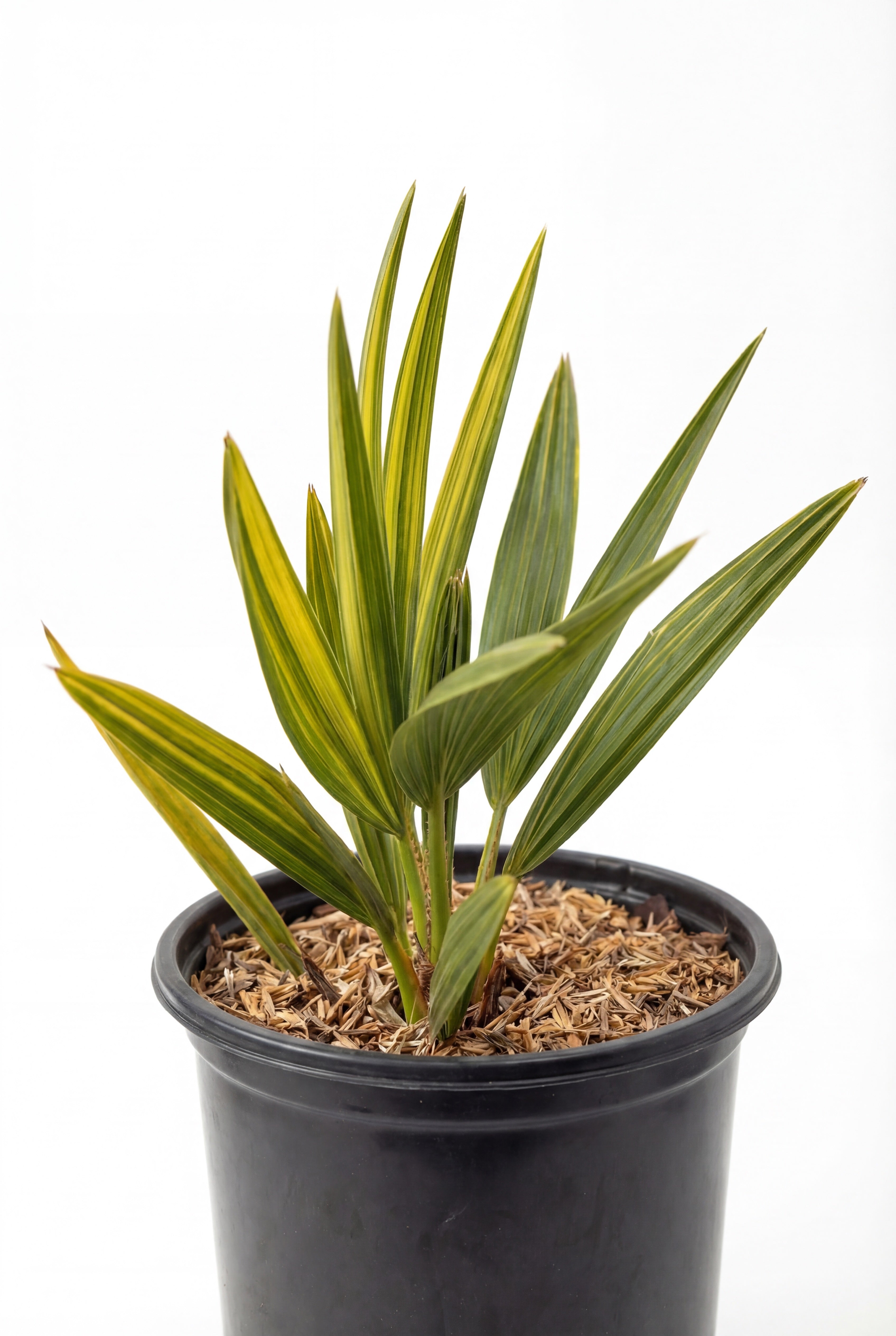 Silver Sal Palmettos (Serenoa repens 'Silver')
