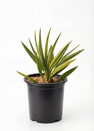 Silver Saw Palmettos (Serenoa repens 'Silver')