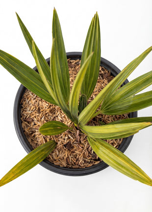Silver Saw Palmettos (Serenoa repens 'Silver')