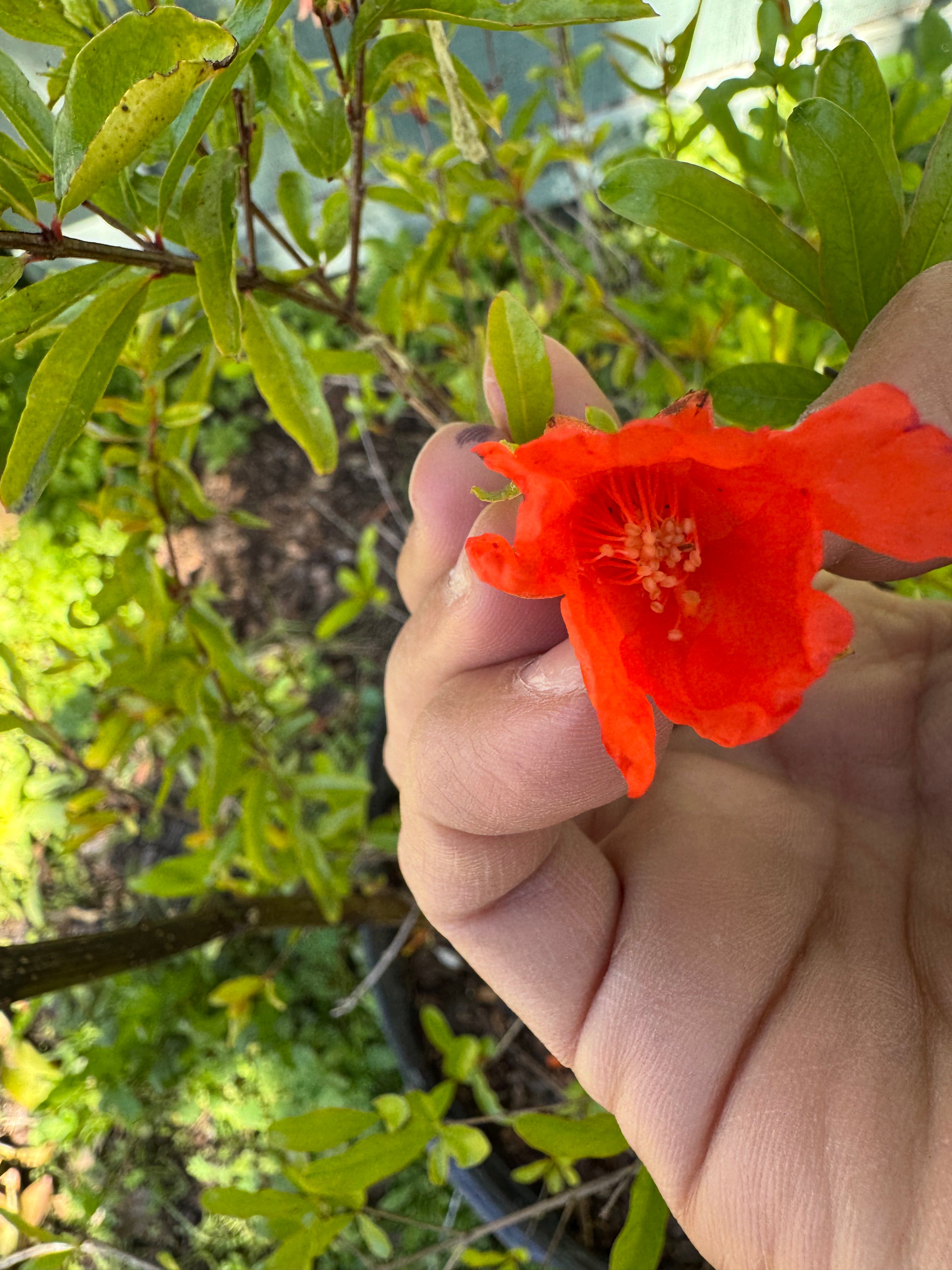 Pomegranate Saveh (Punica Shirin Saveh)