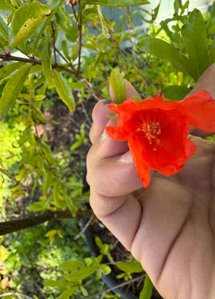 Pomegranate Saveh (Punica Shirin Saveh)