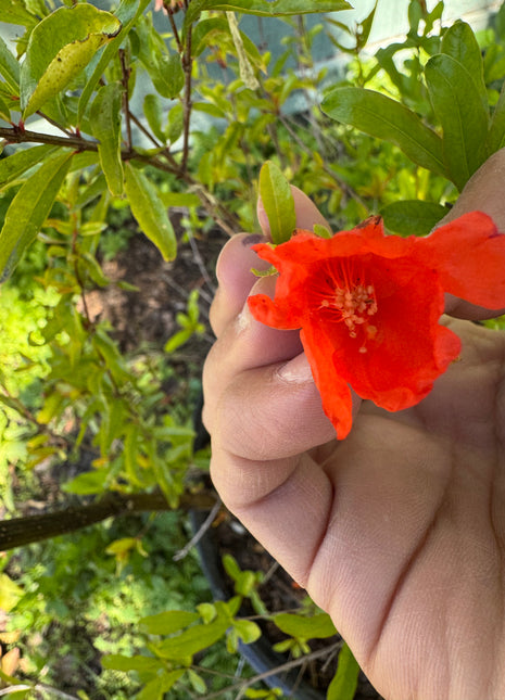 Pomegranate Saveh (Punica Shirin Saveh)