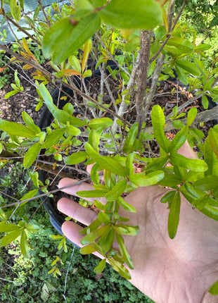 Pomegranate Saveh (Punica Shirin Saveh)