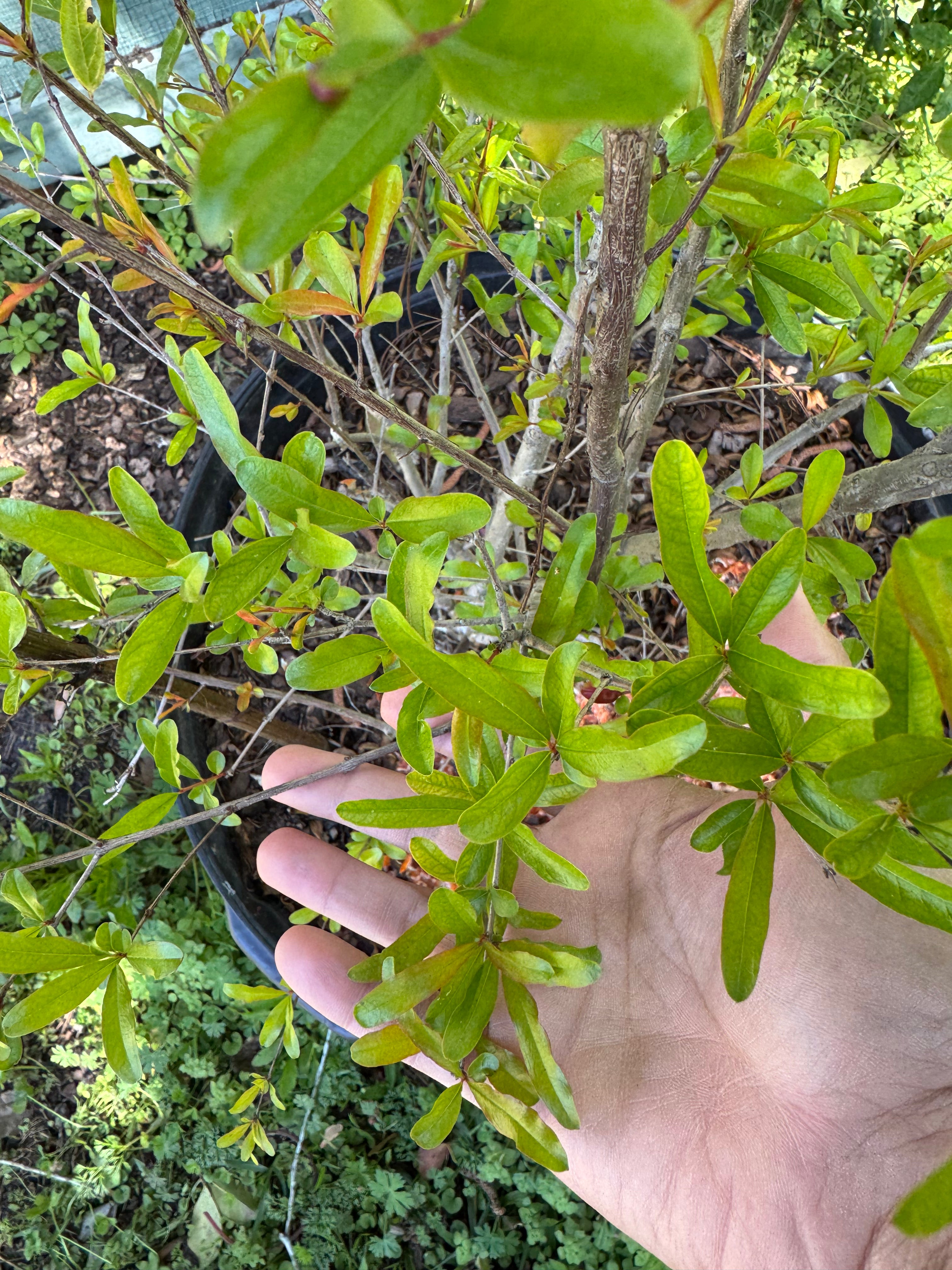 Pomegranate Saveh (Punica Shirin Saveh) 3 &amp; 15 Gallon