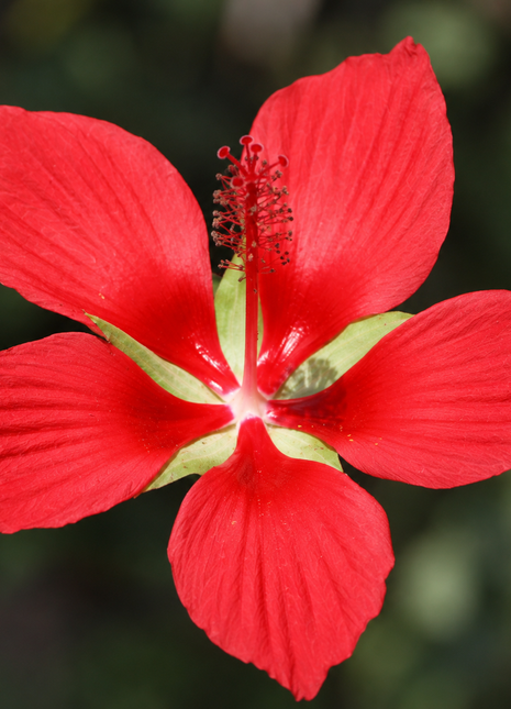 Pre-Sale Scarlet Rosemallow (Hibiscus coccineus)
