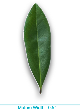 Eagleston Holly (Ilex X Attenuata)