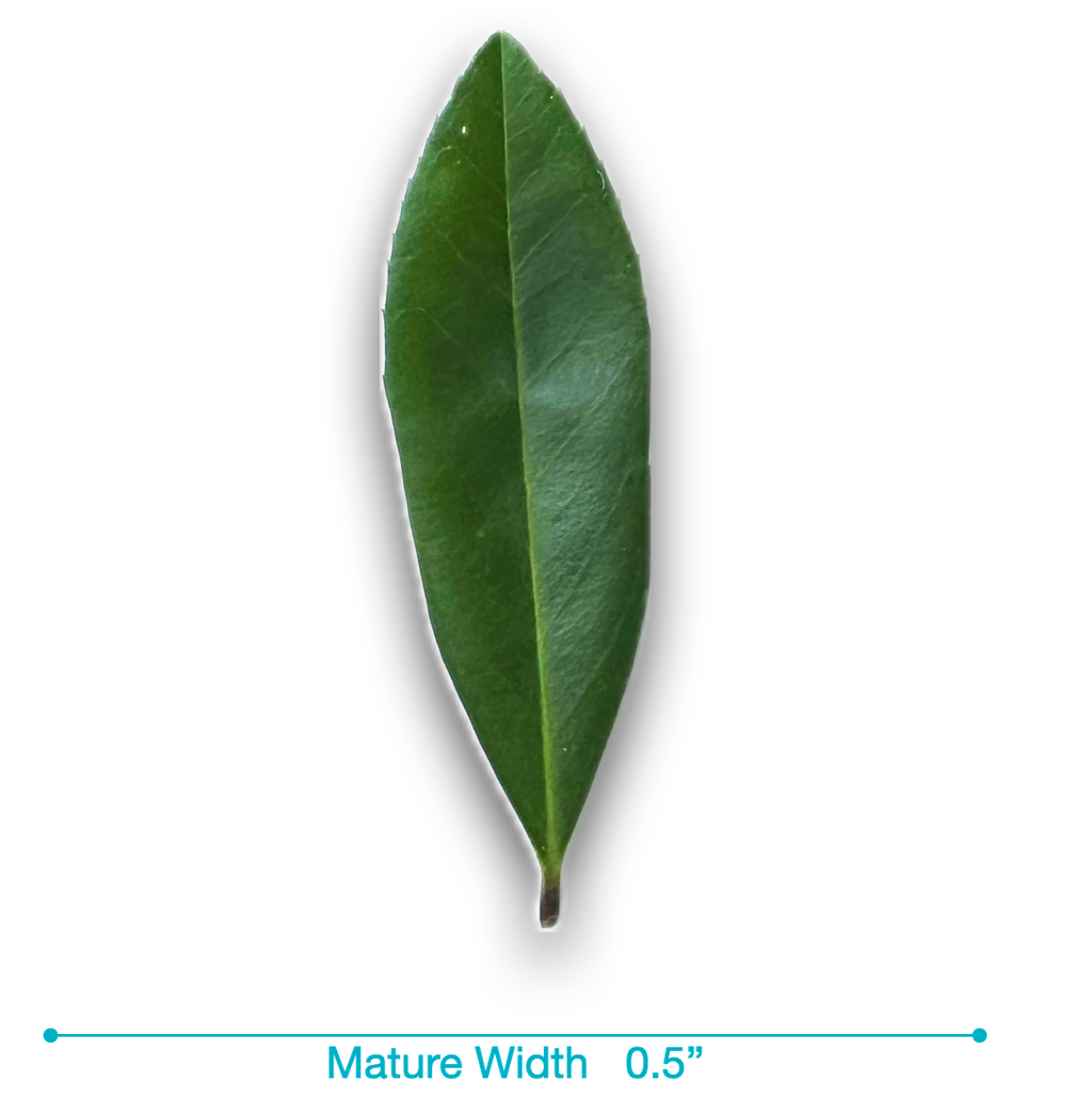 Eagleston Holly (Ilex X Attenuata)3, 15 & 30 Gallon