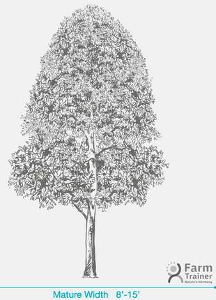 Dahoon Holly (Ilex Cassine)