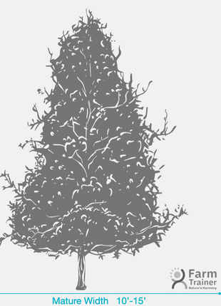 Eagleston Holly (Ilex X Attenuata)