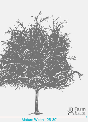 Winged Elm (Ulmus Alata)