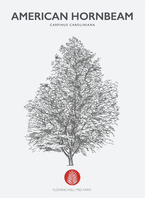American Hornbeam (Carpinus Caroliniana) Liner & 3 Gallon Coming Soon