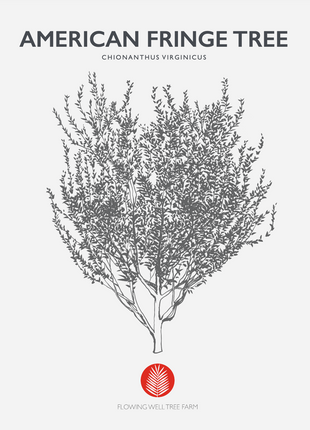 American Fringe Tree (Chionanthus Virginicus)