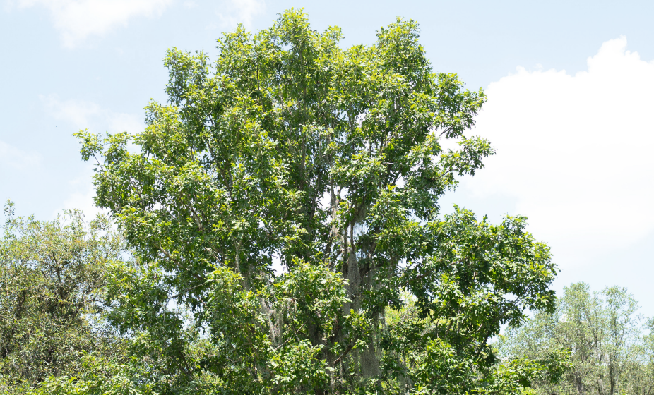 Overcup Oak (Quercus Lyrata) - Florida Native 30 Gallon