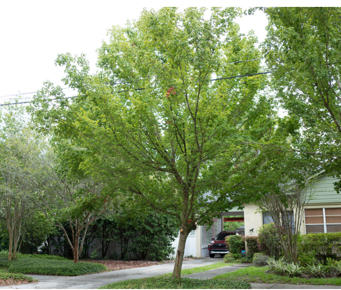 Florida Natives – Flowing Well Tree Farm