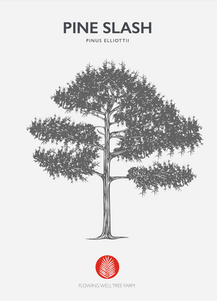 Native Slash Pine (Pinus Elliottii)