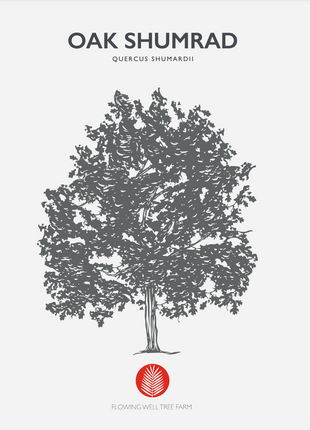 Shumard Oak (Quercus Shumardii)