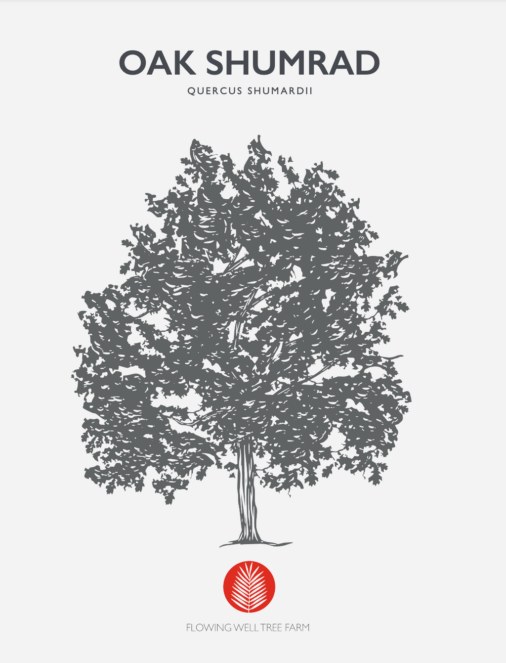 Shumard Oak (Quercus Shumardii) Florida Native 30 Gallon