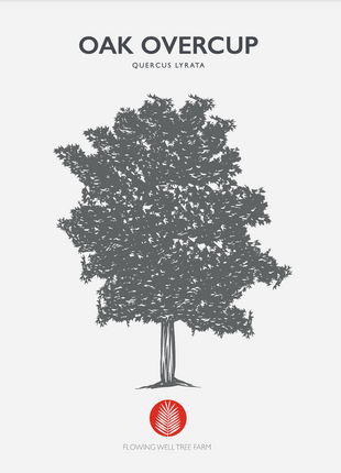 Overcup Oak (Quercus Lyrata)