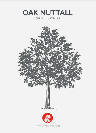 Nuttall Oak (Quercus Texana)