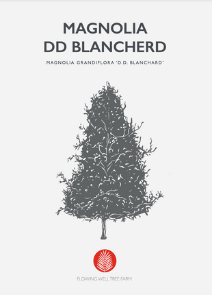 DD Blanchard Magnolia (Magnolia Grandiflora)
