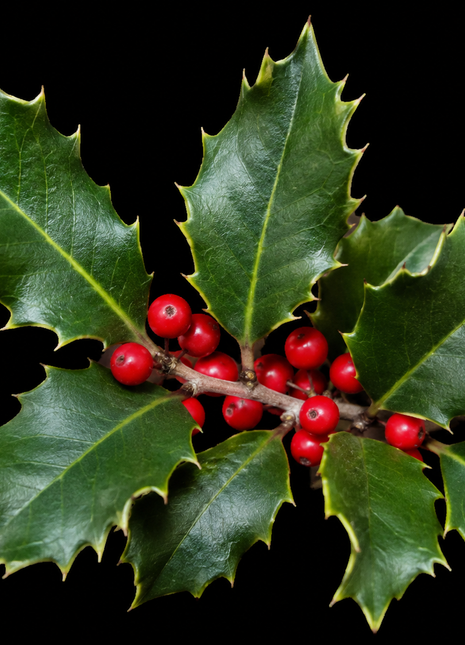 Pre-Sale Scrub Holly (Ilex arenicola)