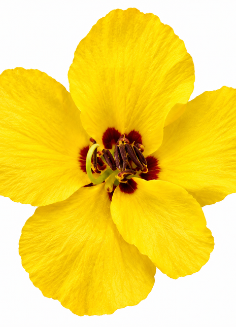 A single bright yellow flower with five broad petals and a dark reddish-brown center, isolated on a white background.