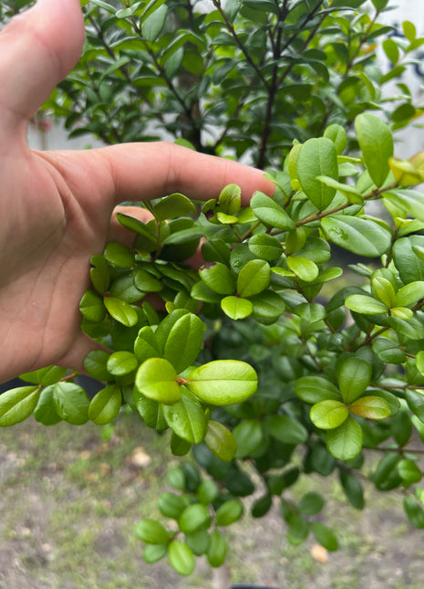 Simpson Stopper (Myrcianthes Fragrans)
