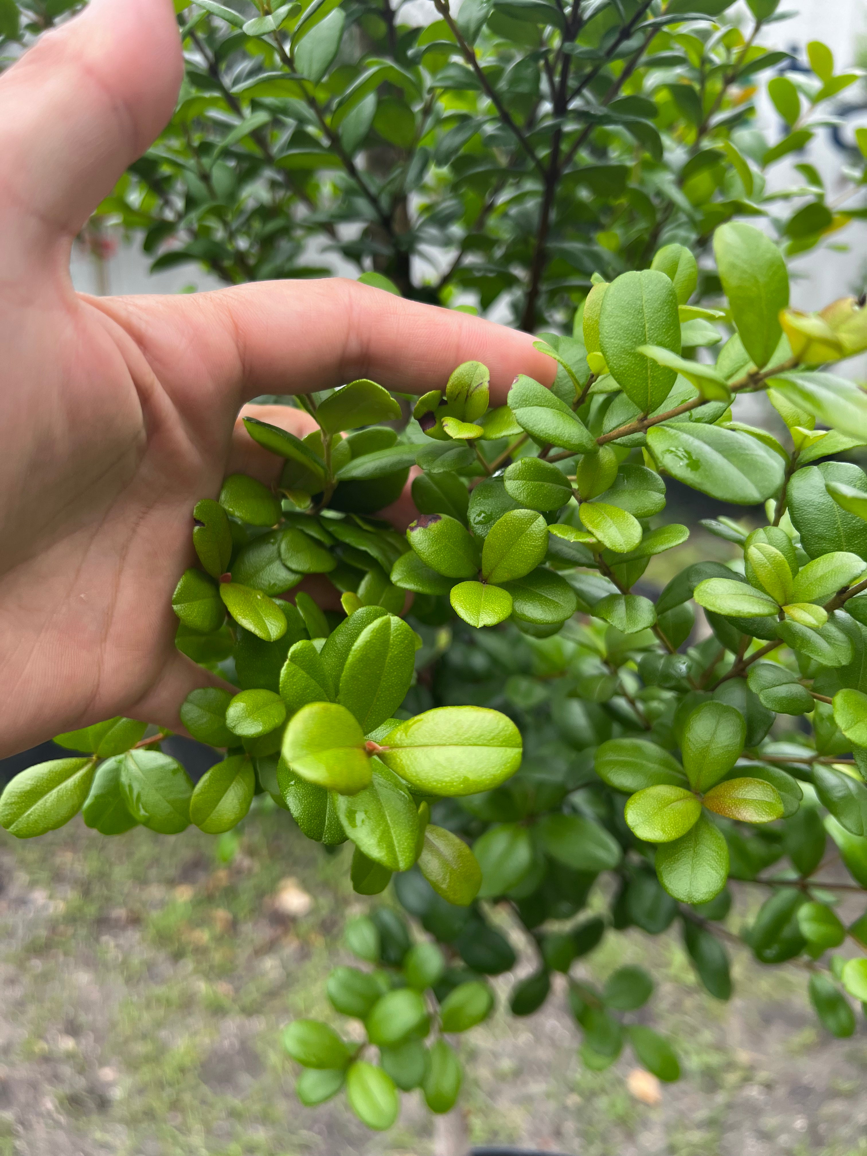 SUPER SALE Simpson Stopper (Myrcianthes Fragrans)