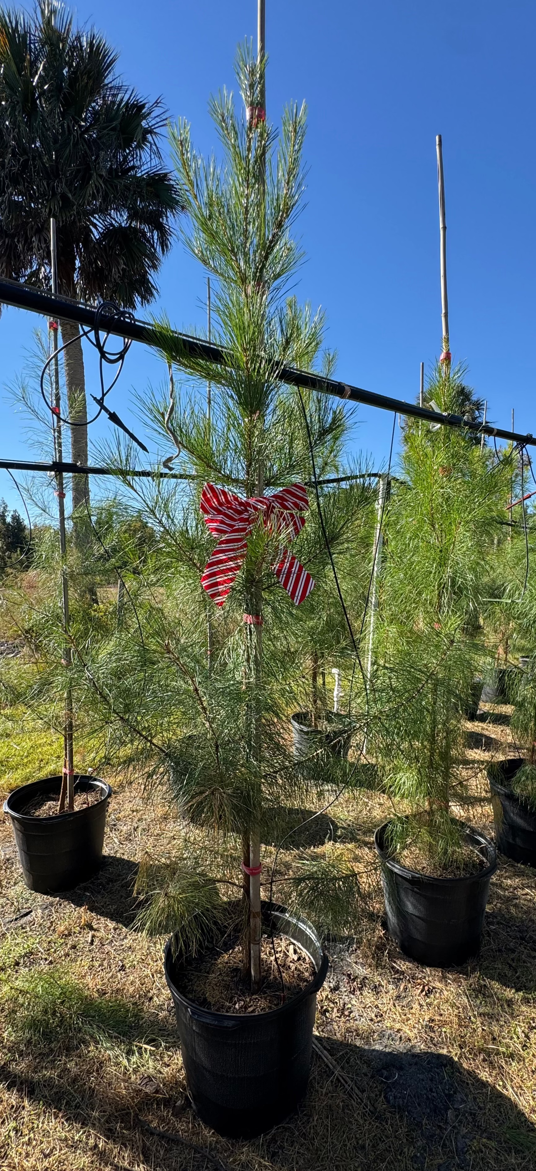 Native Slash Pine (Pinus Elliottii)