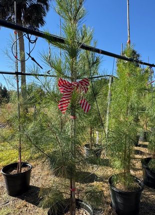Native Slash Pine (Pinus Elliottii)
