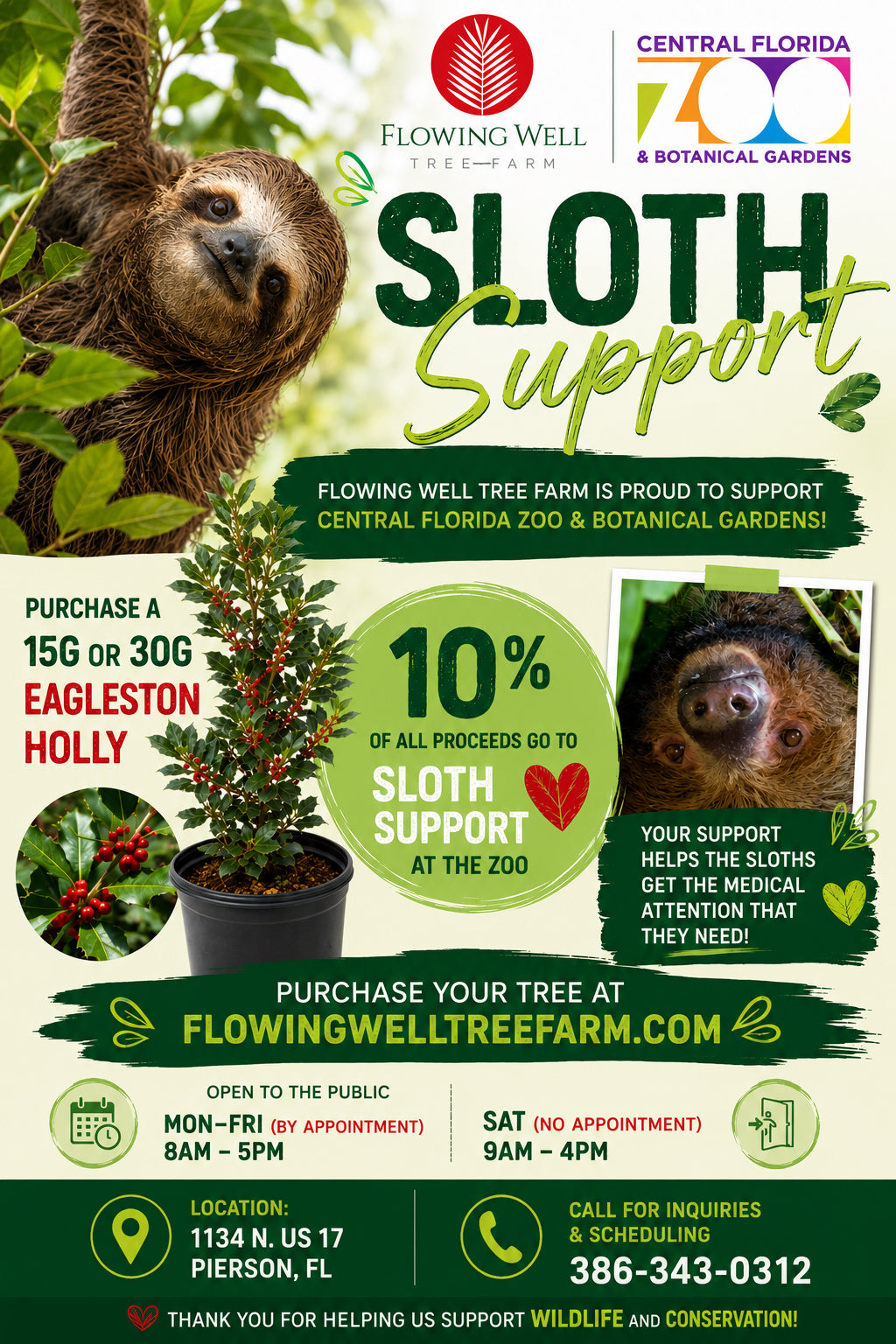 SUPER SALE Eagleston Holly (Ilex X Attenuata)