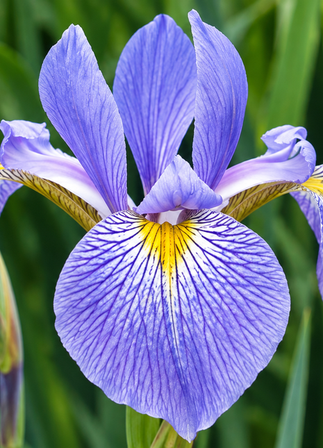 A close-up of a purple iris flower with yellow and white markings, surrounded by green leaves and buds.