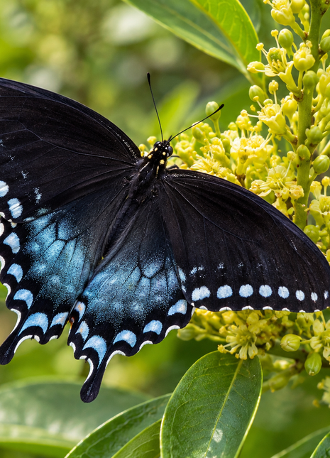 Pond Spice (Litsea aestivalis)