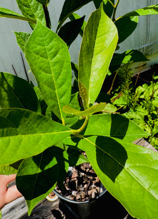 Swamp Tupelo (Nyssa biflora)
